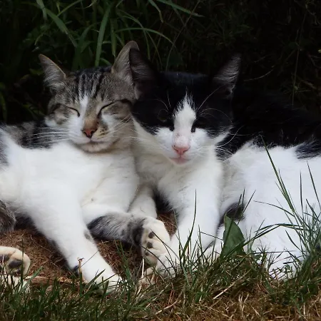 Nocleg ze śniadaniem Les Cerisiere 4*