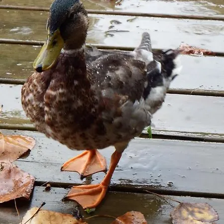 Les Cerisiere Cheffois