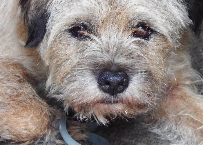 Les Cerisiere Bed and Breakfast 4*